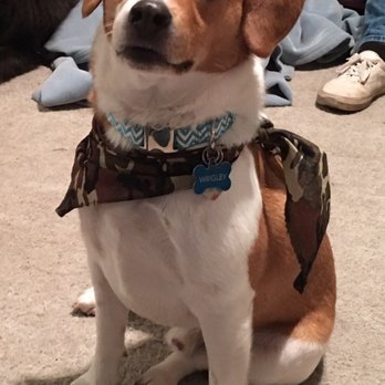 K9-Kuts - Pet Groomers Near Me - St. Charles, Illinois