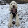 Photo of Woodview Off Leash Dog Area