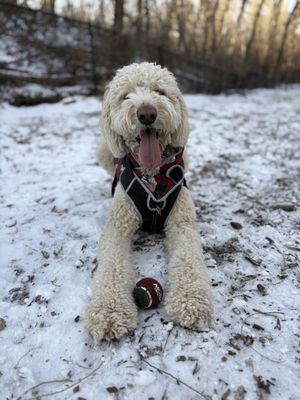 WOODVIEW OFF LEASH DOG AREA - Updated May 2026 - 30 Photos - 499