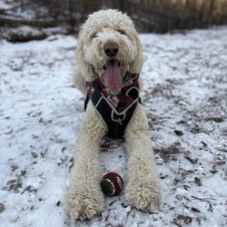 Woodview Off Leash Dog Area - February 2025 small park