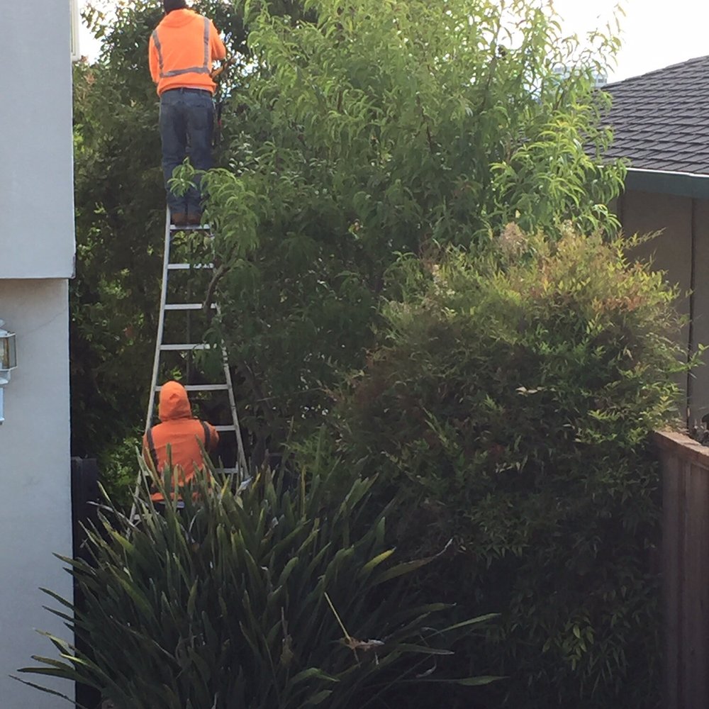 Fruit trees being cut