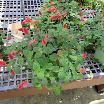 Bloom Garden Shop - Nurseries & Gardening Near Me - Tampa, Florida