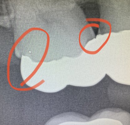 Glenna K Sequeira, DMD PC