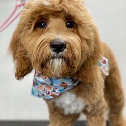 hill country hounds mobile grooming