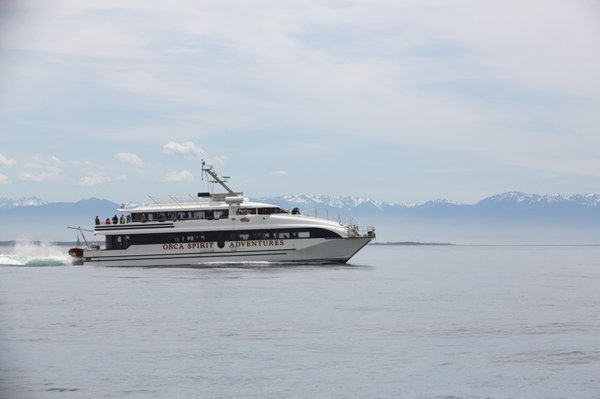 Orca Spirit Adventures Whale Watching by null