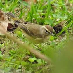 John S Burks Memorial Park - Palm Warbler