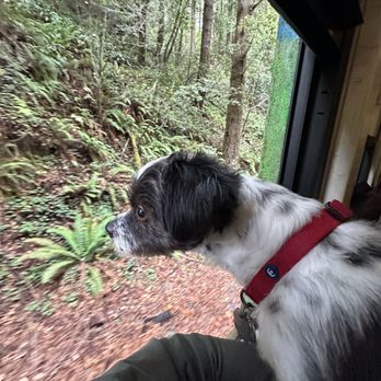 Skunk Train - Comfy train car with windows that could be opened - Tours Near Me - Fort Bragg, California Skunk Train - Comfy train car with windows that could be opened - Tours Near Me - Fort Bragg, California