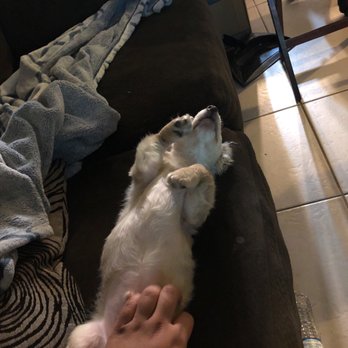 Discount Pets - Nice and relaxed after being groomed - Pet Groomers Near Me - Anaheim, California Discount Pets - Nice and relaxed after being groomed - Pet Groomers Near Me - Anaheim, California