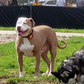 Costa Mesa Bark Park - Luke loves the bark park. - Dog Parks Near Me - Costa Mesa, California