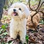 Photo of Fountain Falls Goldendoodles