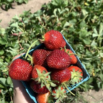 Bailey Family Farm - Strawberries - Pick Your Own Farms Near Me - Snohomish, Washington
