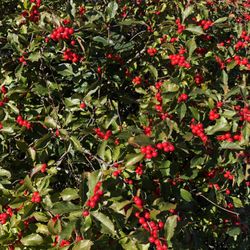 Farnham-Connolly State Park - Beautiful October Berries