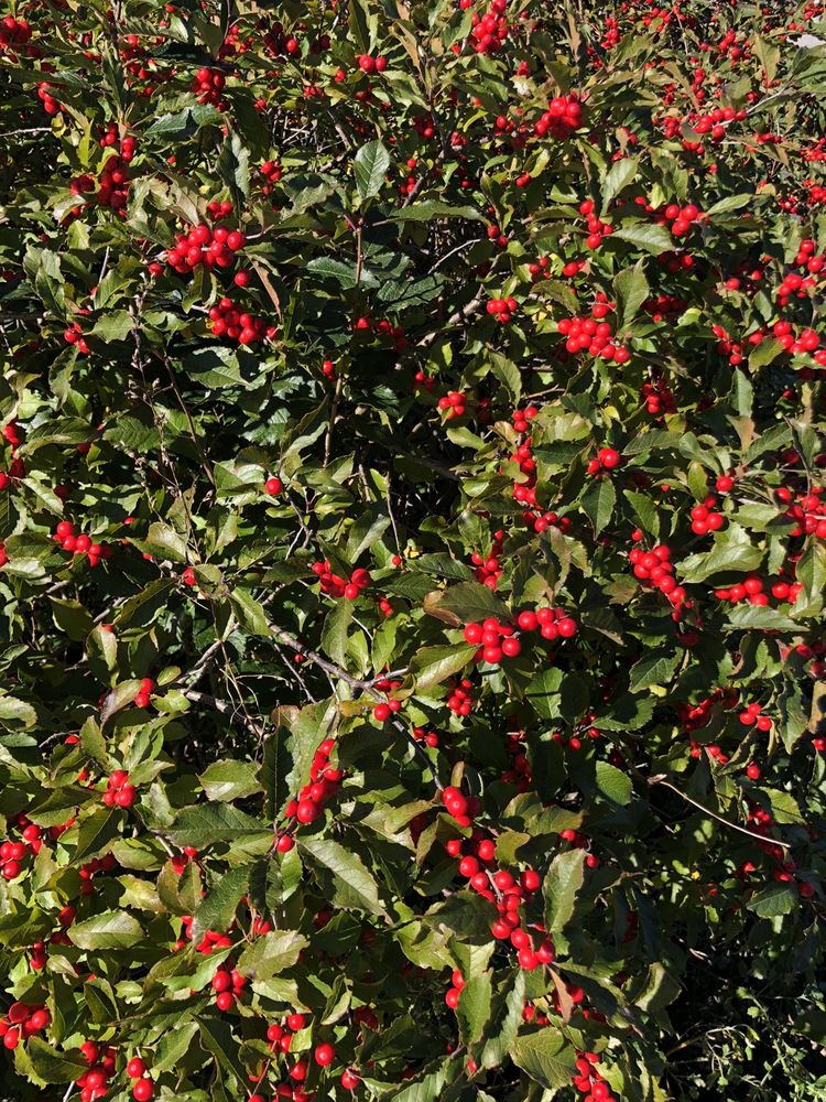 FARNHAMCONNOLLY STATE PARK Updated June 2024 19 Photos Neponset