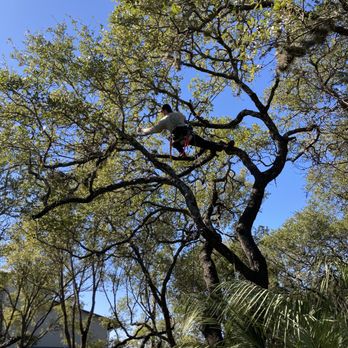 J & J Tree Care Professionals - a man in a tree - Tree Services Near Me J & J Tree Care Professionals - a man in a tree - Tree Services Near Me