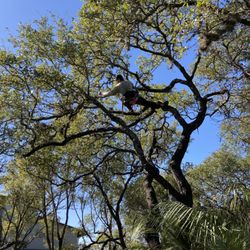 J & J Tree Care Professionals