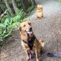 Auke Lake Trail