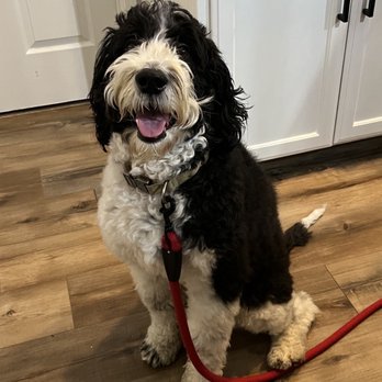 At Your Paws - Before - Pet Groomers Near Me