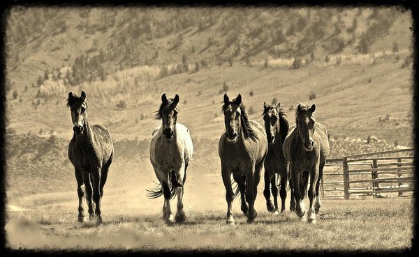 Deerwood Ranch Wild Horse EcoSanctuary by null