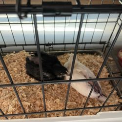 Concord Feed Pet & Livestock Supplies - Livermore - Baby chicks