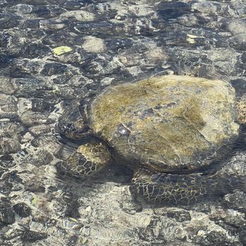 Hawaii Dolphin - Sea Turtles at The salad bar - Snorkeling Near Me - Kailua-Kona, Hawaii Hawaii Dolphin - Sea Turtles at The salad bar - Snorkeling Near Me - Kailua-Kona, Hawaii