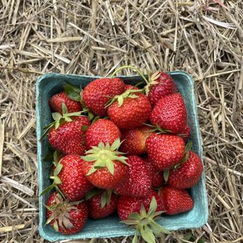 Cider Hill Farm - Another angle - Pick Your Own Farms Near Me - Amesbury, Massachusetts