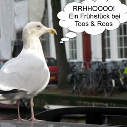 Toos & Roos