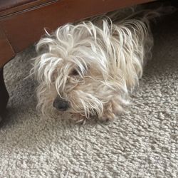 Tender Loving Care Dog Grooming & Academy - Me. Buttercup