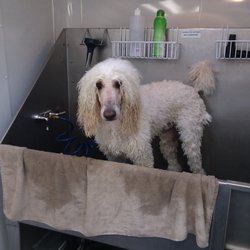 snoop dogg mobile grooming