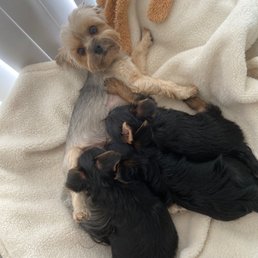 Feeding her puppies