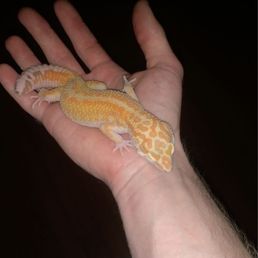 Our Tangerine Albino leopard gecko Arcturus, purchased at LLLReptile&Supply Our Tangerine Albino leopard gecko Arcturus, purchased at LLLReptile&Supply