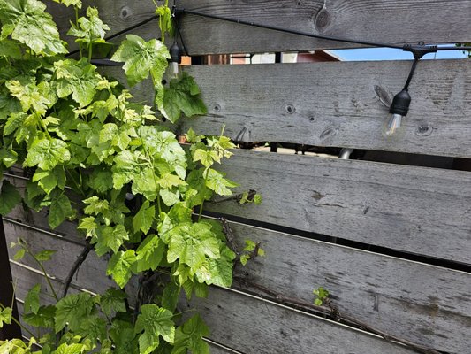 Third Window Brewing Santa Barbara by null