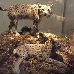 Museo Nacional de Ciencias Naturales