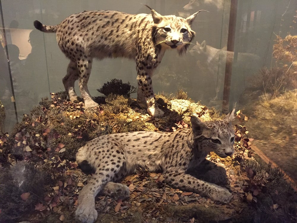 Museo Nacional de Ciencias Naturales