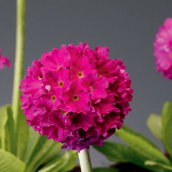 Geoseed - Primula denticulata, Corolla Deep Rose - Home & Garden Near Me - Hodges, South Carolina Geoseed - Primula denticulata, Corolla Deep Rose - Home & Garden Near Me - Hodges, South Carolina