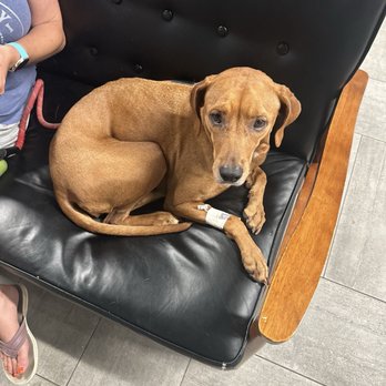 Veterinary Emergency Group - Looking pathetic, but well cared for. - Emergency Pet Hospital Near Me - Falls Church, Virginia