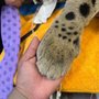 Arizona Veterinary Dental Specialists - Peoria