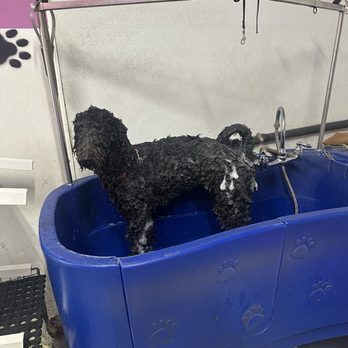 Poodleland Dog Grooming - Pet Groomers Near Me - Bellflower, California