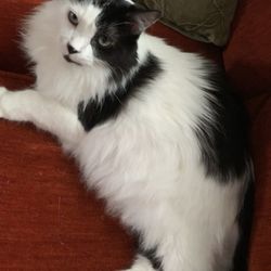All Cats Boarding Grooming And Pet Supplies - His fur is now soft, silky and shiny!