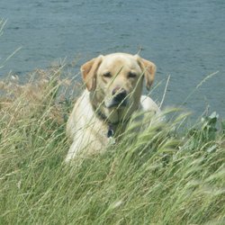 All Paws Compassionate Care