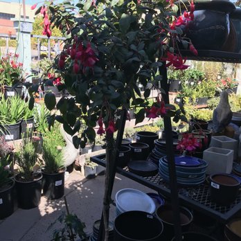 Miner's Ace Hardware - Healthy plants - Hardware Stores Near Me - Arroyo Grande, California Miner's Ace Hardware - Healthy plants - Hardware Stores Near Me - Arroyo Grande, California