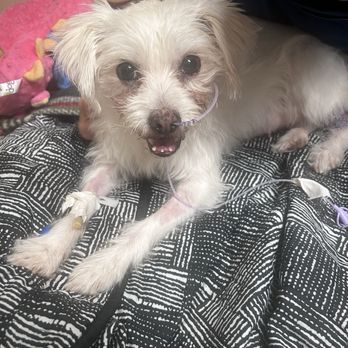 Mission Veterinary Emergency & Specialty - Feeling better! - Emergency Pet Hospital Near Me - Mission, Kansas