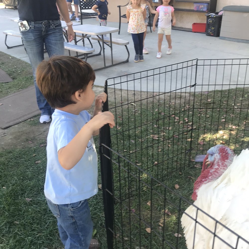 Learning about turkeys.