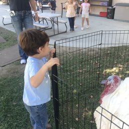 Learning about turkeys. Learning about turkeys.