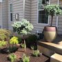 Photo of Tammaro Landscape and Design