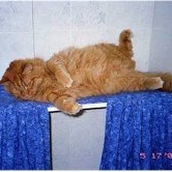 The Cat Chalet - Kramer - Relaxing - Pet Boarding Near Me - Randolph, New Jersey