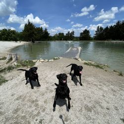 Broemmelsiek Off Leash Dog Area - Dog park with dock, lake, and fountain