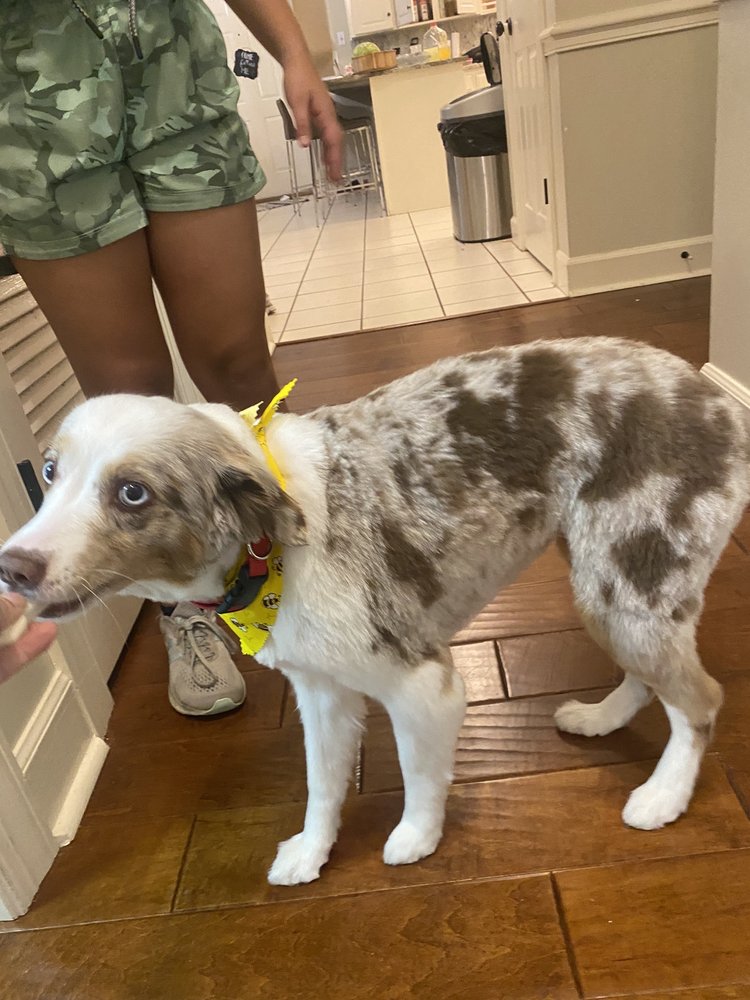 CLASSY CANINE SALON Updated September 2024 42 Photos 916 Forest