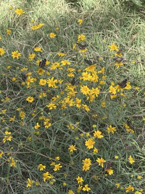 Patagonia Lake State Park by null