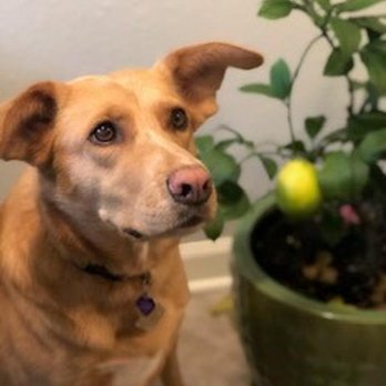 Click Pawsitive Family Pet Center - Pet Training Near Me - Okemos, Michigan Click Pawsitive Family Pet Center - Pet Training Near Me - Okemos, Michigan