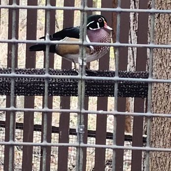 Brukner Nature Center - Duck!!! - Animal Shelters Near Me - Troy, Ohio
